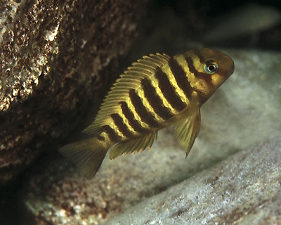 Tropheus sp. 'kipili' Nkondwe Island